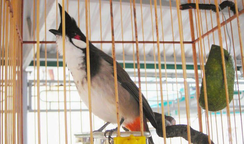 Cách nuôi chim chào mào hót hay, căng lửa, siêng hót 3 chao mao an cam