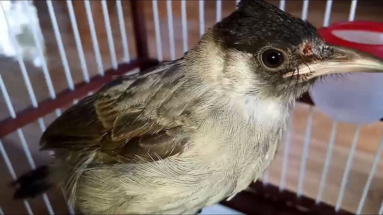 Cách nuôi chim chào mào hót hay, căng lửa, siêng hót 2 chao mao boi