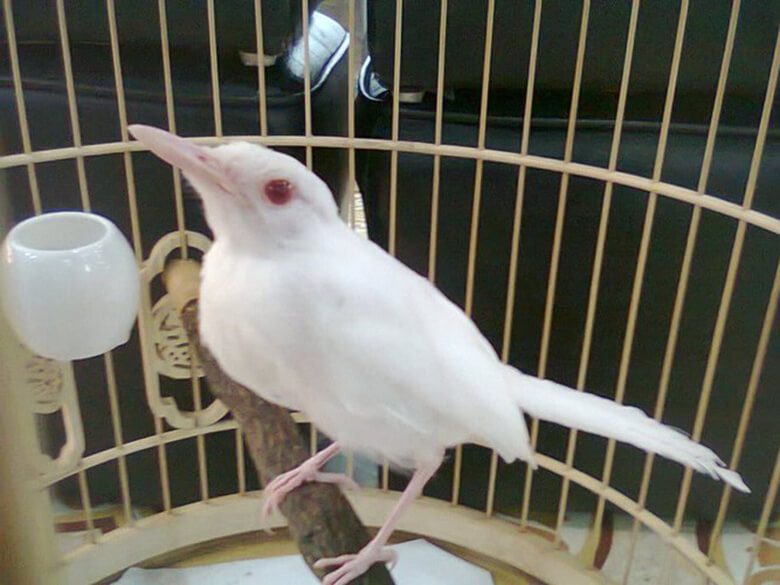 Cách nuôi chim chào mào hót hay, căng lửa, siêng hót 5 chao mao bach tang