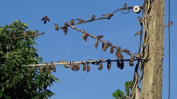 Hướng dẫn cách làm keo bẫy chim đơn giản hiệu quả cao 3 Bẫy chim bằng keo