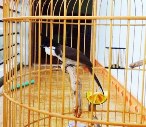 Chào mào đang thay lông