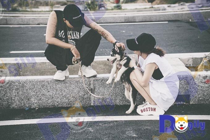 Vloger Xuân Thảo mua chó Husky tại Dogily Petshop Phú Nhuận.