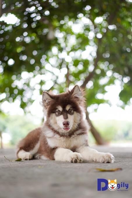 Bán chó Alaska Dogily Petshop