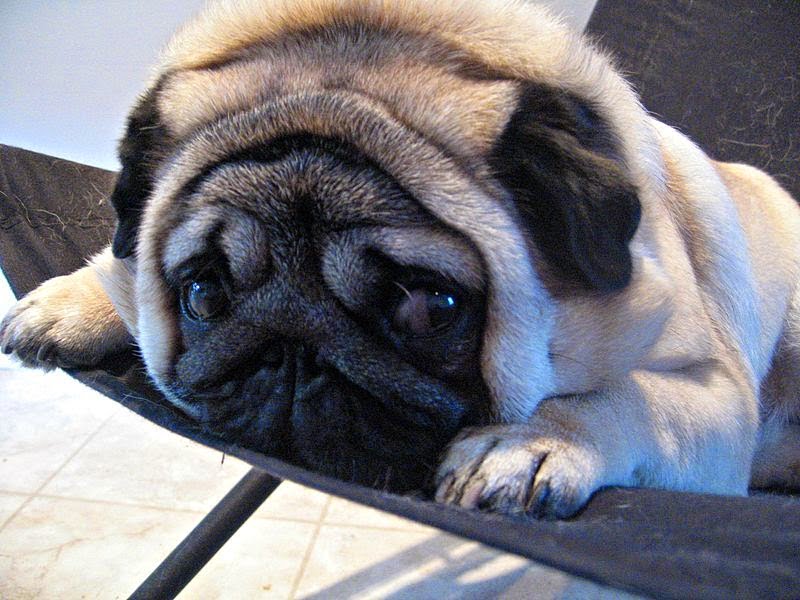 Chó Pug giá bao nhiêu? Mua chó Pug thuần chủng ở đâu tốt 10 Chăm sóc Pug