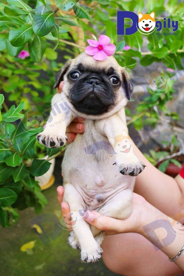 Chó Pug giá bao nhiêu? Mua chó Pug thuần chủng ở đâu tốt 3 Một chú chó Pug mặt xệ đang bán tại Dogily Petshop