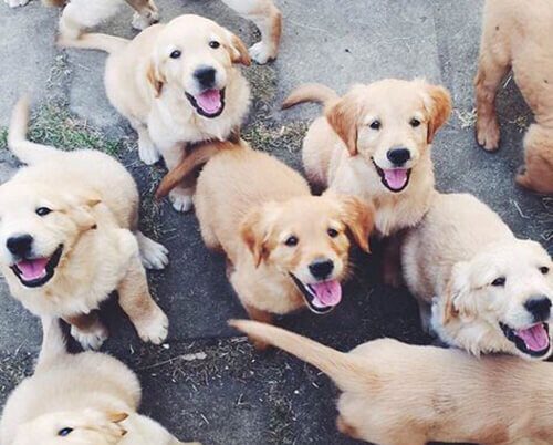 Mua chó Golden Retriever
