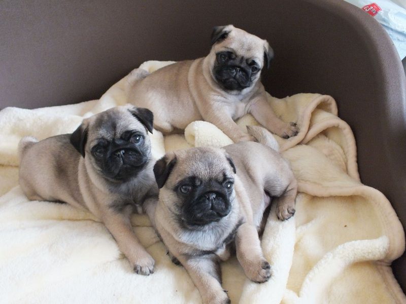 Chó Pug giá bao nhiêu? Mua chó Pug thuần chủng ở đâu tốt 9 Cho Pug