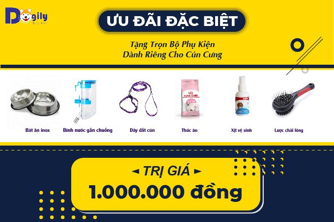 Chó Pug giá bao nhiêu? Mua chó Pug thuần chủng ở đâu tốt 7 a1a527267c0d33a86382a03c4c721cd2