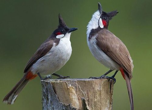 Kinh nghiệm nuôi chào mào mái kích trống căng lửa của cao thủ chào mào 4 Chào mào mái kích trống hay không