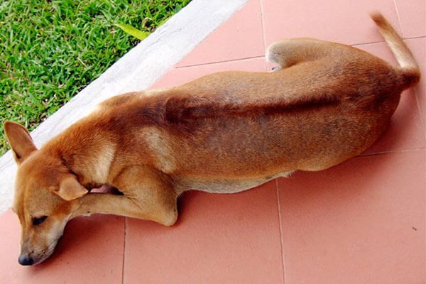 Chó Phú Quốc giá bao nhiêu? Cách nuôi và chăm sóc sức khỏe cho chúng 4 Chó Phú Quốc