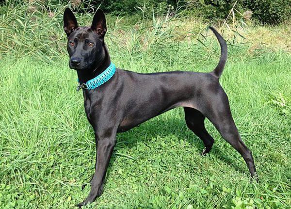 Chó Phú Quốc giá bao nhiêu? Cách nuôi và chăm sóc sức khỏe cho chúng 3 Chó Phú Quốc