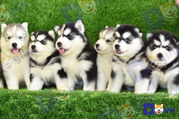 Một đàn chó Husky con đang bán tại Dogily Petshop.