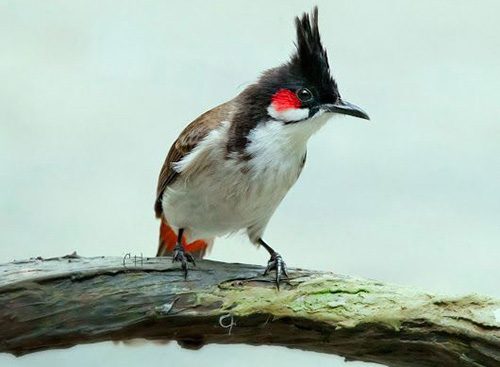 Kinh nghiệm nuôi chào mào mái kích trống căng lửa của cao thủ chào mào 2 Phân biệt chào mào trống mái