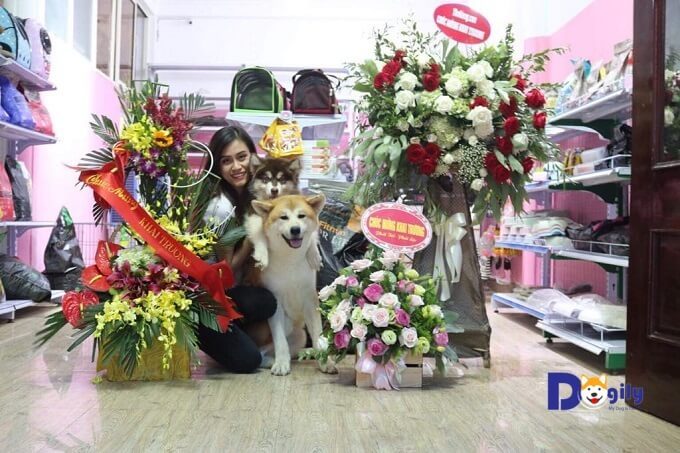 Chó Alaska con Dogily Petshop