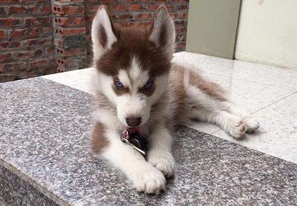 chăm sóc chó Husky