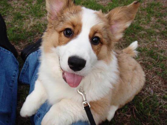 Chó Corgi giá bao nhiêu? Mua chó Corgi ở đâu uy tín? 4 Chăm sóc chó Corgi