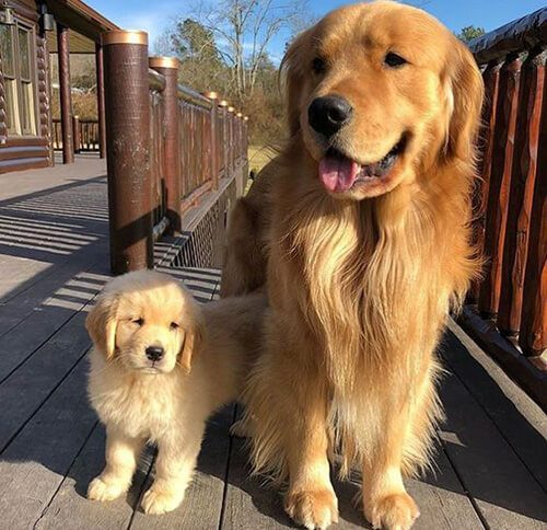 Golden Retriever