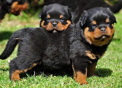 Chó Rottweiler giá bao nhiêu? Giới thiệu tổng quan về dòng chó Rottweiler Đức 4 Rottweiler