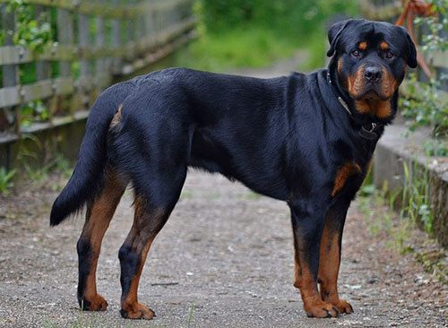 Chó Rottweiler giá bao nhiêu? Giới thiệu tổng quan về dòng chó Rottweiler Đức 3 Rottweiler