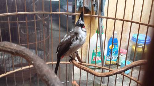 Chào mào bông giá bao nhiêu? Chọn mào bông đẹp như thế nào? 3 chào mào bông đẹp