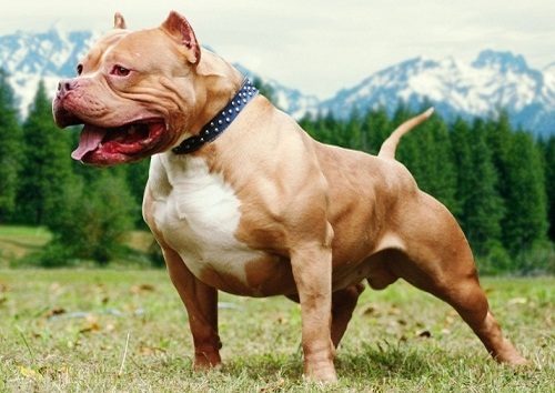 Chó Pitbull giá bao nhiêu? Thông tin và lưu ý khi nuôi chó Pitbull 3 Chó Pilbull