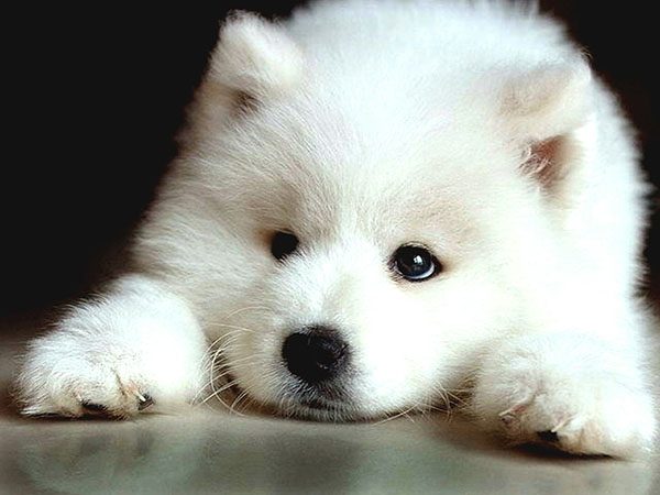 Chó Samoyed