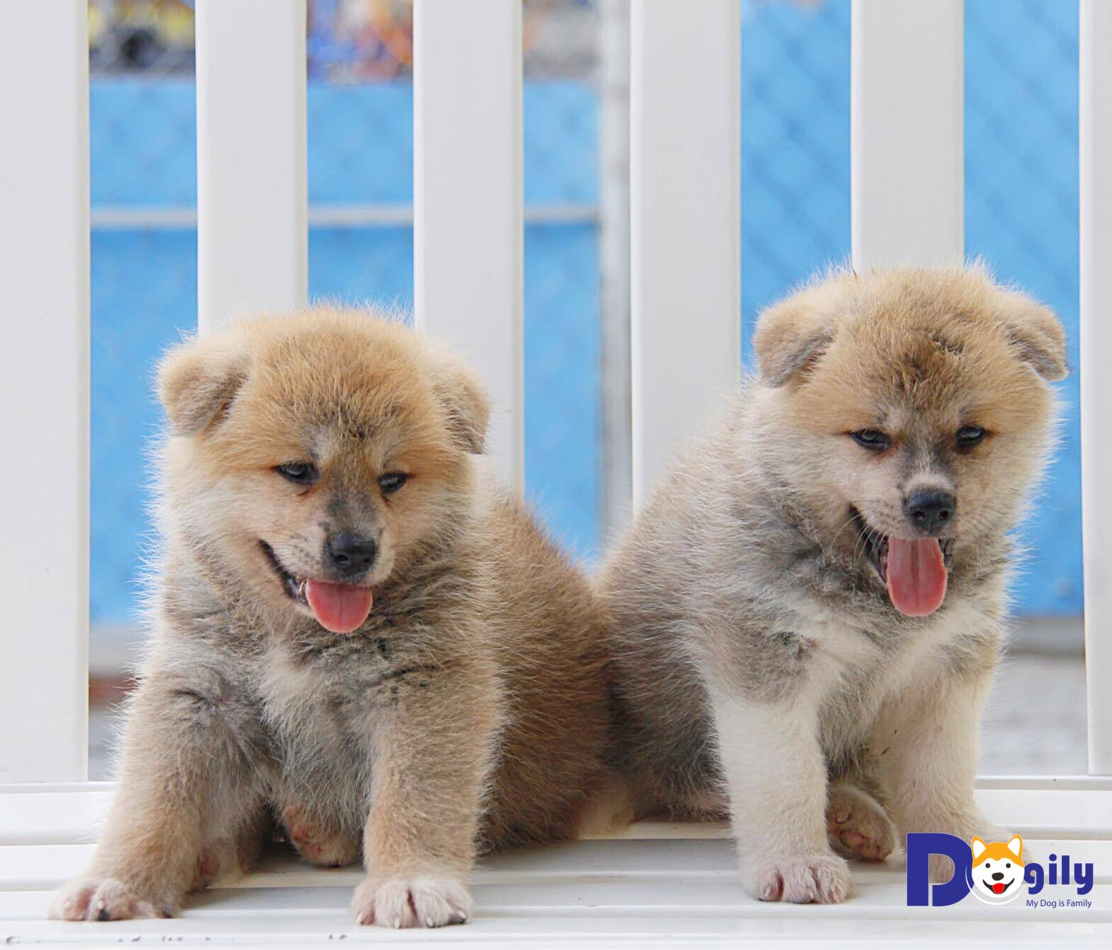 Chó Akita giá bao nhiêu? Kinh nghiệm mua bán chó Akita 4 Bán chó Akita Dogily Petshop