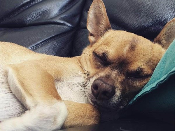 Chó Chihuahua giá bao nhiêu? Chăm sóc chó Chihuahua có khó không 3 Chó Chihuahua