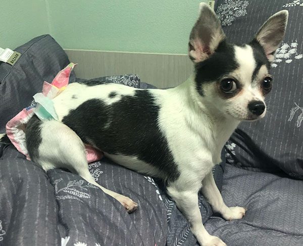 Chó Chihuahua giá bao nhiêu? Chăm sóc chó Chihuahua có khó không 2 Chihuahua