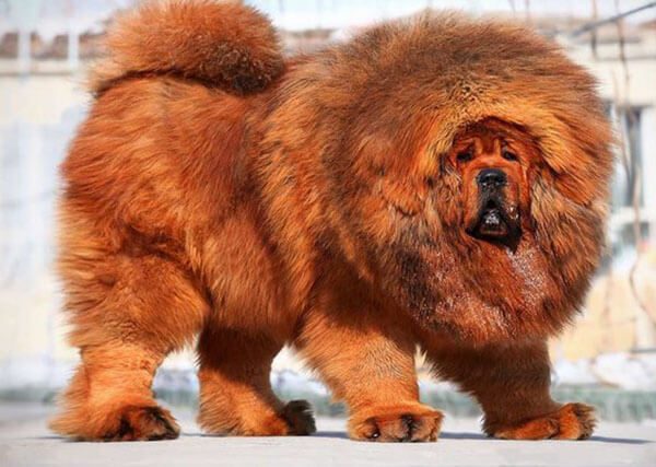 Chó ngao Tây Tạng giá bao nhiêu? Hướng dẫn chăm sóc chó ngao Tây Tạng 2 Chó ngao Tây Tạng