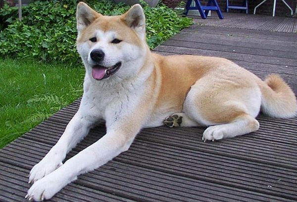 Chó Akita giá bao nhiêu? Kinh nghiệm mua bán chó Akita 7 Chó Akita rất trung thành