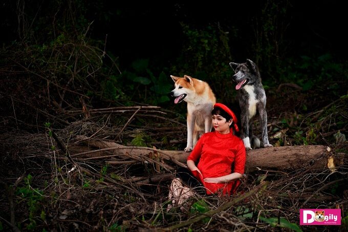 Chó Akita giá bao nhiêu? Kinh nghiệm mua bán chó Akita 3 Bán chó Aktia inu