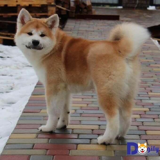 Chó Akita giá bao nhiêu? Kinh nghiệm mua bán chó Akita 5 Chú chó Yoshiko đực giống phả hệ vô địch Ucraina được Dogily Petshop nhập về Việt Nam tháng 4.2018.