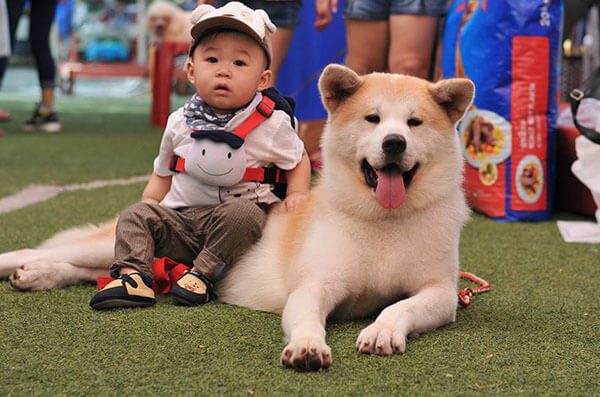 Chó Akita giá bao nhiêu? Kinh nghiệm mua bán chó Akita 8 Chó Akita