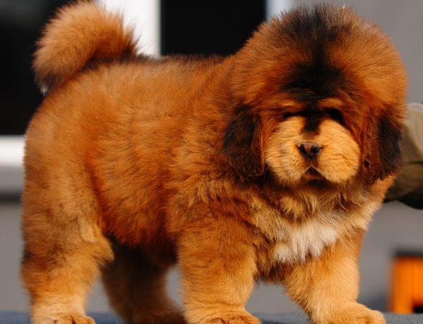 Chó ngao Tây Tạng giá bao nhiêu? Hướng dẫn chăm sóc chó ngao Tây Tạng 3 Chó ngao Tây Tạng