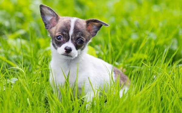 Chó Chihuahua giá bao nhiêu? Chăm sóc chó Chihuahua có khó không 5 Giá cho Chihuahua