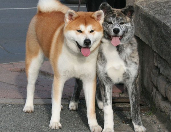 Chó Akita giá bao nhiêu? Kinh nghiệm mua bán chó Akita 6 Chó Akita