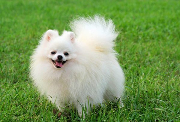 Chó Phốc Sóc giá bao nhiêu? Cách nuôi và chăm sóc chó phốc sóc 7 Phốc Sóc