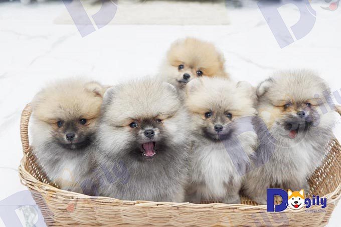 Chó Phốc Sóc giá bao nhiêu? Cách nuôi và chăm sóc chó phốc sóc 3 Một bầy chó phốc sóc 2 tháng tuổi đang bán tại Dogily Petshop