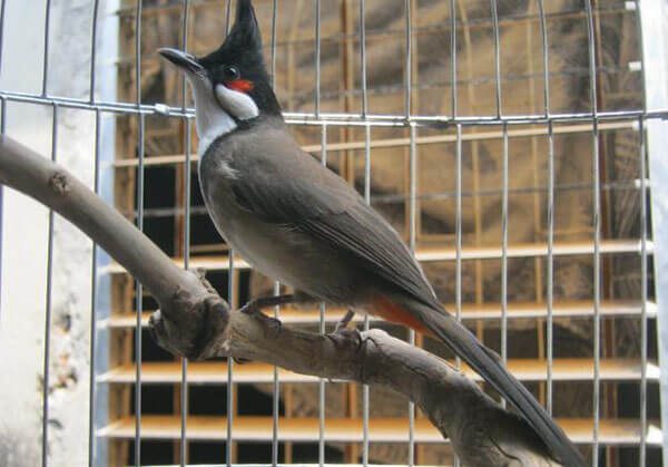 Chào mào Trung Mang giống chào mào độc nhất Miền Trung 2 Chào mào Trung Mang