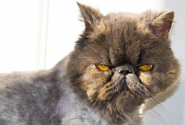 Nhiều yếu tố ảnh hưởng đến giá mèo Ba Tư