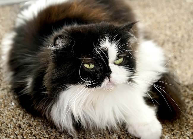 Mèo Ba Tư Himalayan