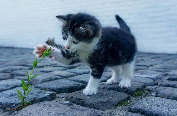 Cách nuôi mèo con và huấn luyện chúng cho người mới bắt đầu 2 Mèo con