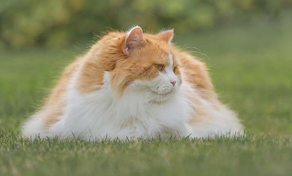 Mèo Anh lông dài giá bao nhiêu? Đặc điểm và cách chăm sóc 3 Mèo Anh lông dài rất dễ nuôi