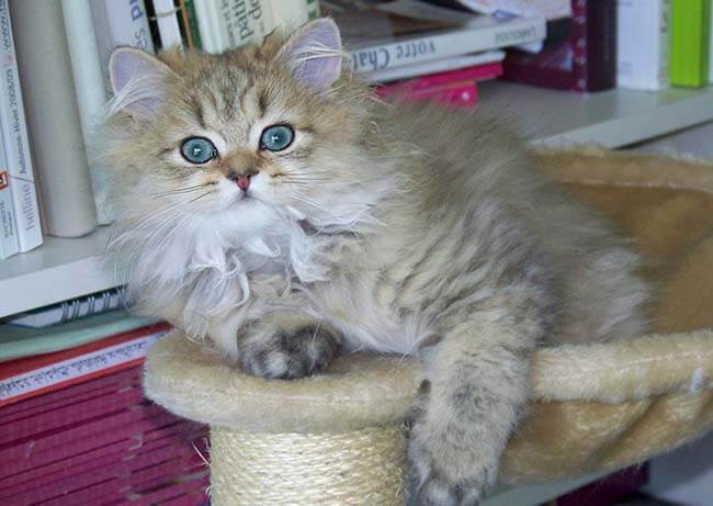 Chế độ ăn uống của mèo Ba Tư