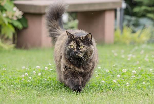 Mèo Anh lông dài giá bao nhiêu? Đặc điểm và cách chăm sóc 5 Giá mèo Anh lông dài