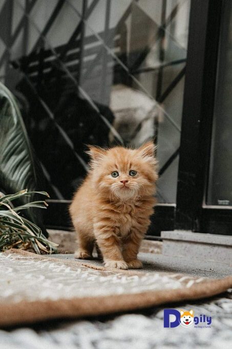 Mèo Anh lông dài giá bao nhiêu? Đặc điểm và cách chăm sóc 6 Mèo anh lông dài Dogily Petshop