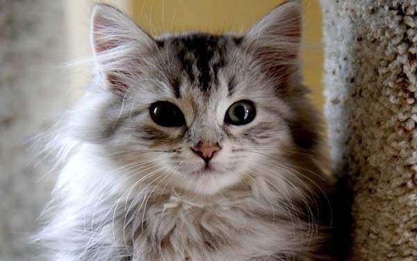 Mèo Anh lông dài giá bao nhiêu? Đặc điểm và cách chăm sóc 4 Mèo Anh lông dài