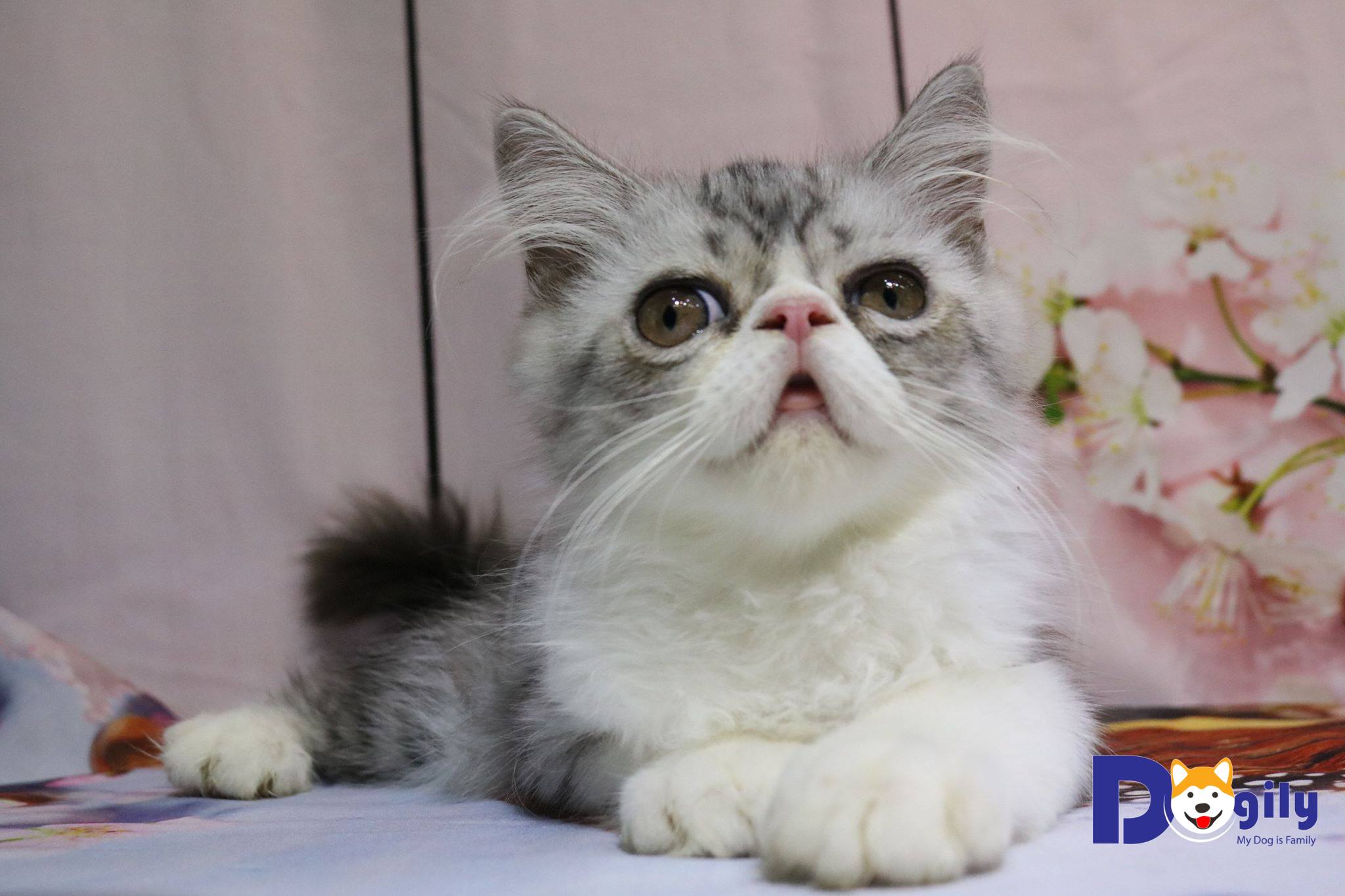 Mèo Ba Tư Dogily Petshop