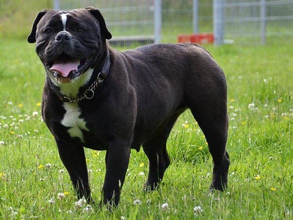 chó giữ nhà tốt nhất